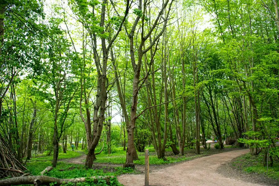 Stigar i en lövskog.