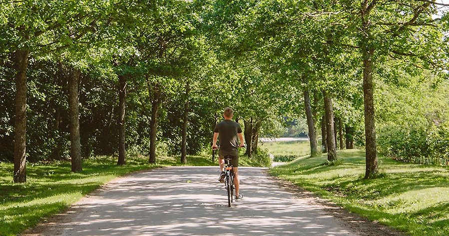 Person cyklar på väg omgiven av grönskande träd.
